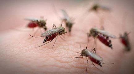 Mosquito ухапване премахване тежка сърбеж и зачервяване на детето и възрастни