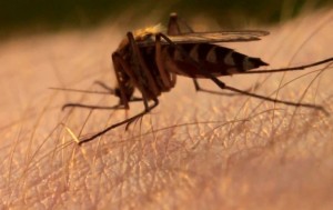 Mosquito ухапване премахване тежка сърбеж и зачервяване на детето и възрастни