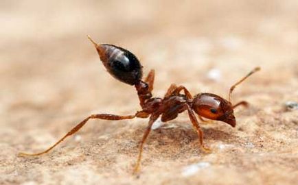 мравка захапка