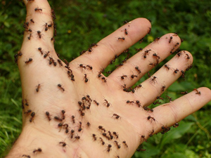 Ant захапка симптоми, лечение, народна медицина, каква е ползата