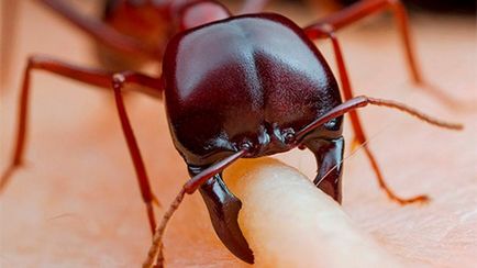 Ant захапка симптоми, лечение, използване, народни средства