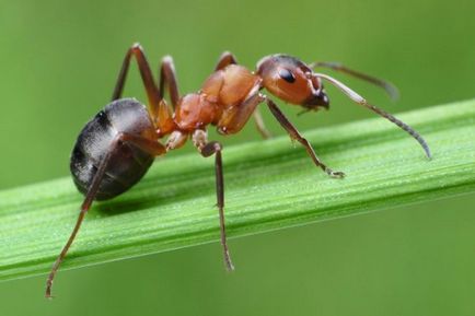 Ant захапка симптоми, лечение, използване, народни средства
