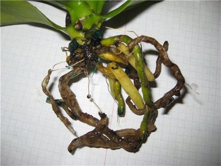Орхидеи загниват корените, какво да се прави стъпка по стъпка