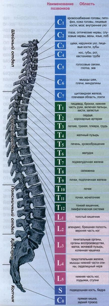 Упражнения за болки в кръста, как да се възстанови на гръбначния стълб