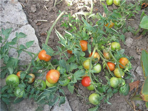 В разсад от домати листа къдря