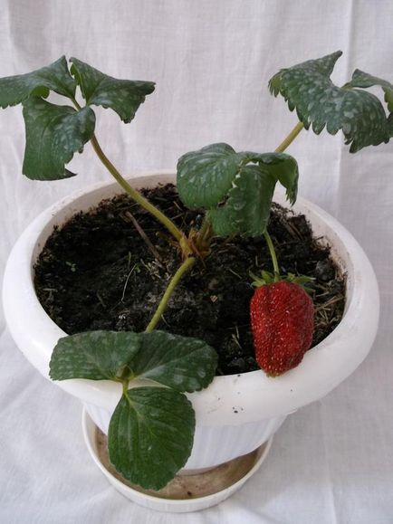 Успешното отглеждане на ягоди у дома (в апартамента)