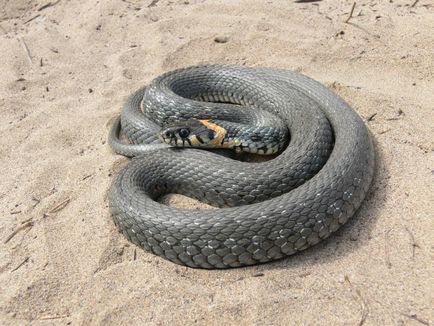 О, снимка на змията, общ не-отровна змия