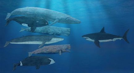 Видове древни акули, вкаменелости от акула (Megalodon) Видове древни акули, изкопаеми акула