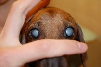 Загуба на око при кучета