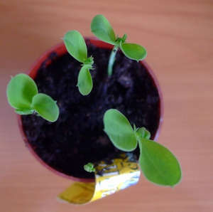 Отглеждане сладък грах от семена на балкона у дома (снимки и видео съвети)