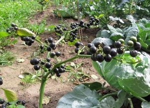 Отглеждане от семена дренки Sunberry процес на грижите за боровинки и неговите полезни свойства