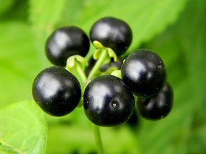 Отглеждане от семена дренки Sunberry процес на грижите за боровинки и неговите полезни свойства