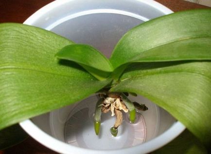 Отглеждане на орхидеи в метод вода хидропонно