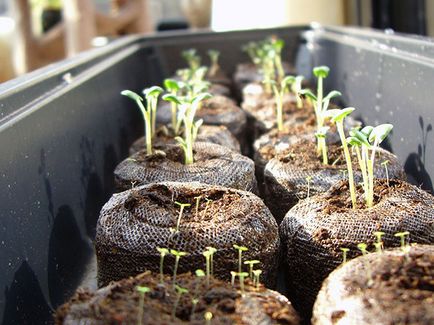 Отглеждане на разсад на зеленчуци; семена за посев на разсад през януари и февруари, как да отглеждат разсад на зеленчуци