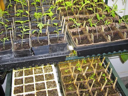 Отглеждане на разсад на зеленчуци; семена за посев на разсад през януари и февруари, как да отглеждат разсад на зеленчуци