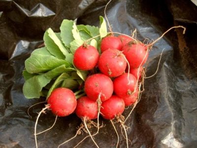 Отглеждане репички в оранжерии или витамини през цялата година