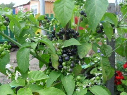 Отглеждане от семена Sunberry на снимки и видеоклипове