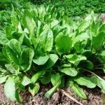 Отглеждане киселец семена - система за ранно зеленчуци, подобна на вашата градина