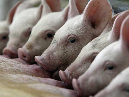 Отглеждане на свине в къщи - струва ли си кожата на свещ