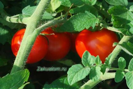 Отглеждане на домати - всичко, което трябва да се знае сайт страна