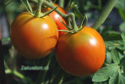 Отглеждане на домати - всичко, което трябва да се знае сайт страна