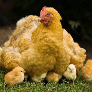 Отглеждане на пилета с кокошка от А до Z