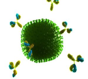 Вирусът и имунната система - видовете и методите на имунна защита
