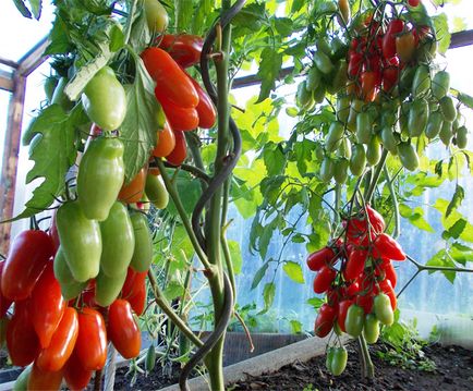 Разтоварването на домати в тайминга на парникови поликарбонат, когато да се засадят