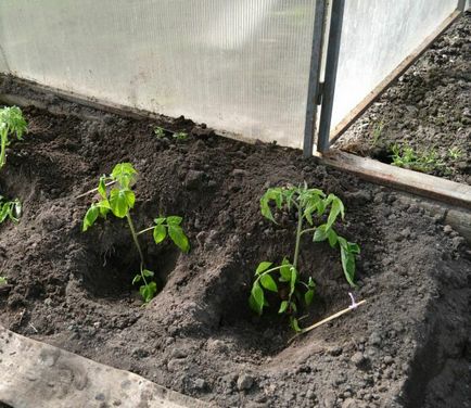 Разтоварването на домати в тайминга на парникови поликарбонат, когато да се засадят
