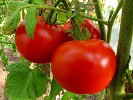 Пресаждането домати в оранжерия