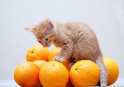 Витамини за котки от косопад - правилното хранене на котката и котката