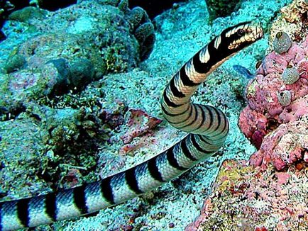 Водна змия видове и характеристики на живота