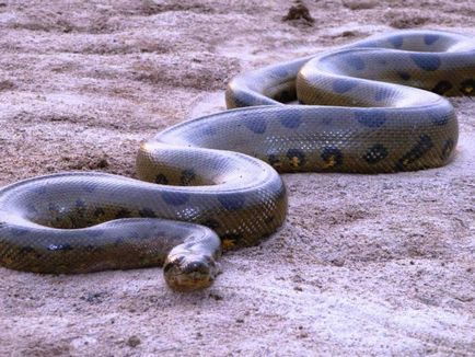 Водна змия видове и характеристики на живота