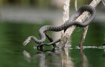 Водни змии - така, че прилича на пепелянка