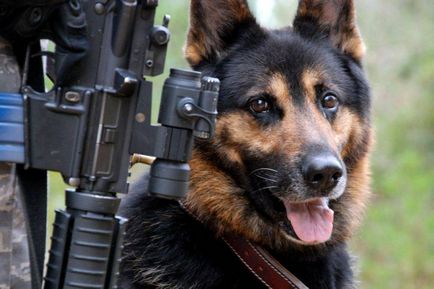 Военни куче - Военна Преглед