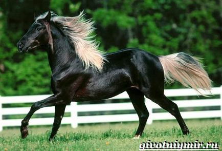 черен кон