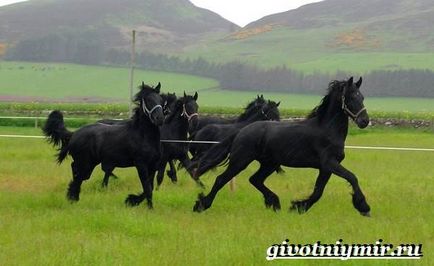 черен кон