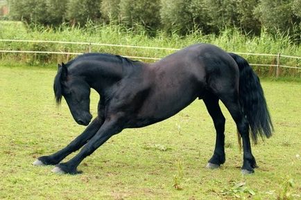 Враните задоволят всички коне езда на коне черни