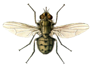Информация за мухи