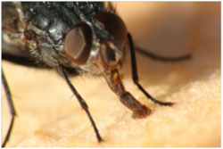 Информация за мухи