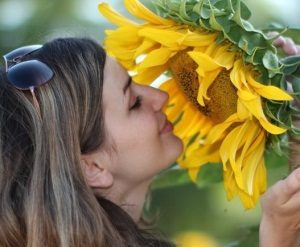 Всичко за ползите и вредите от слънчогледови семки за жените, имоти