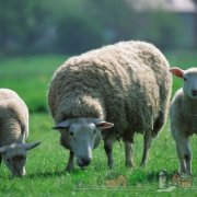 Всички видове заболяване на овце и агнета, техните симптоми и лечение