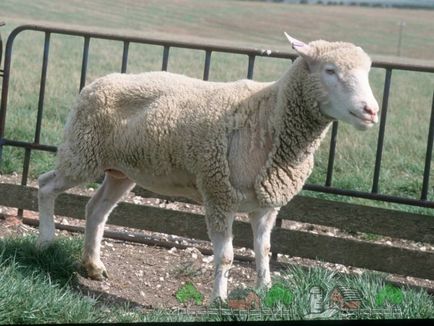 Всички видове заболяване на овце и агнета, техните симптоми и лечение