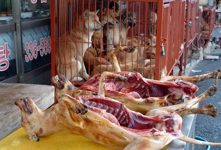 В Южна Корея, те се хранят кучета