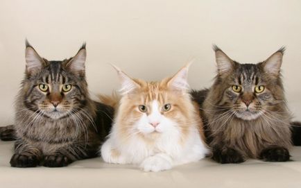 Характеристики на най-добрите породи котки плъх-ловци с техните снимки