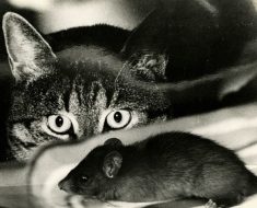 Характеристики на най-добрите породи котки плъх-ловци с техните снимки