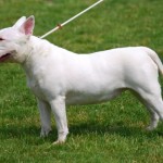 Бултериер куче порода характерни стандарти на грижа и снимките на животното