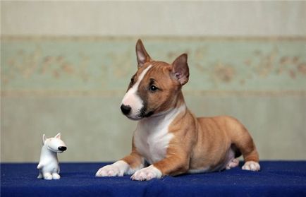 Бултериер куче порода характерни стандарти на грижа и снимките на животното