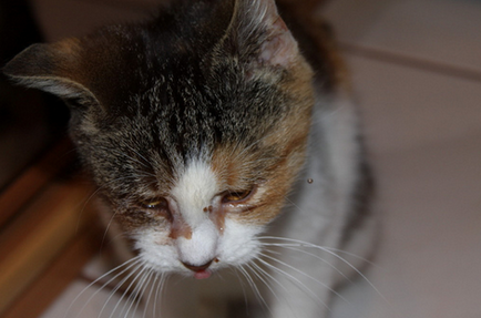 Chlamydia при котки и котки (със снимки) симптоми, лечение