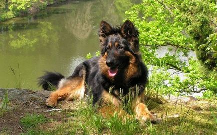 Chodsko история порода куче, външен вид, поддръжка и грижи (снимка)
